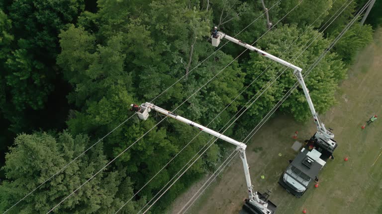 Tree and Shrub Care in Wayland, IA